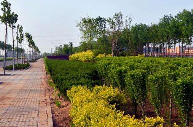  綠化工程苗（miáo）木的價格計算（suàn）方法有哪些