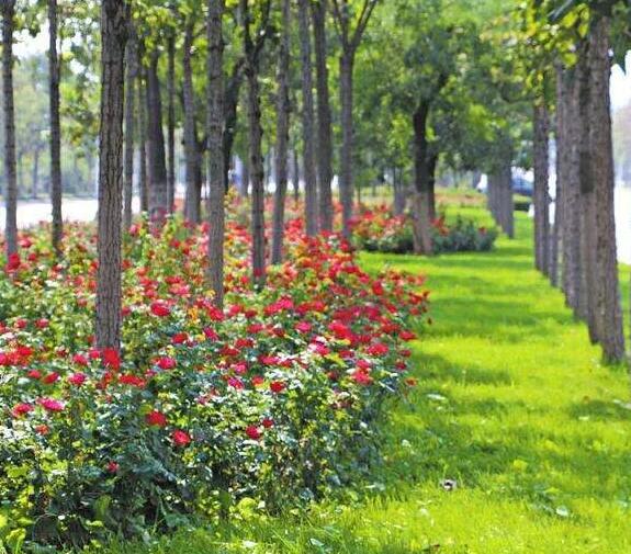 小區園林綠化（huà）養護管（guǎn）理質量標準都有哪些要求