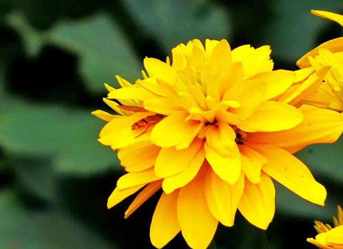 室內花卉綠植怎麽才能安全過冬