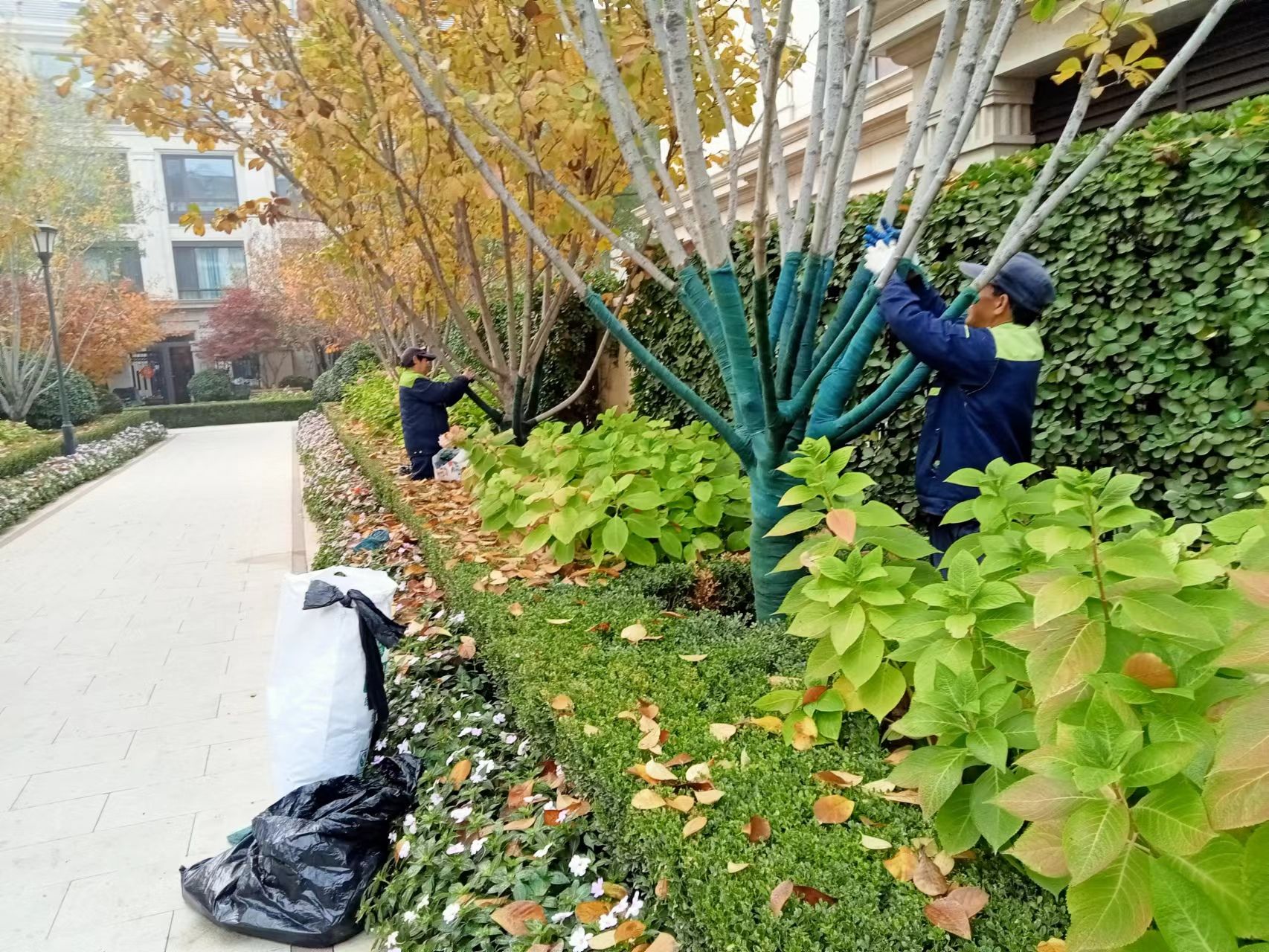 《北京91网站入口園林綠化有限公司：冬季綠化養護之樹木纏杆》