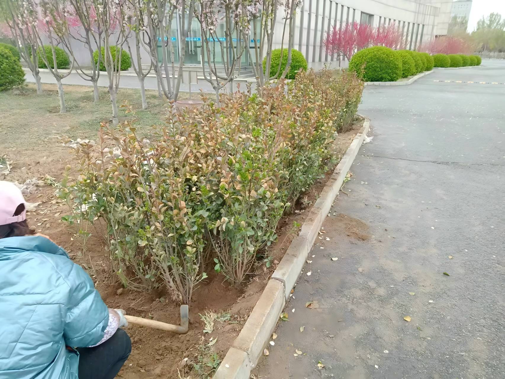 北京春（chūn）季綠籬種（zhǒng）植注意事項