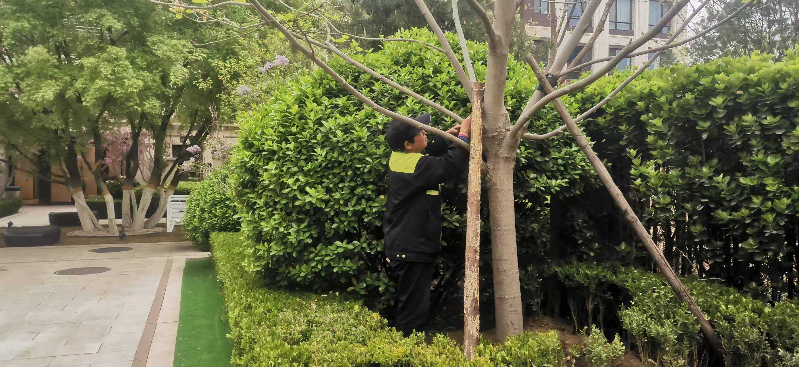 北京將出現10級（jí）以上（shàng）大風，園林綠化養（yǎng）護如何提前防（fáng）範風險